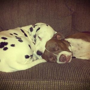 Meet your Posher, Stanlek2